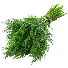 Dill 15g