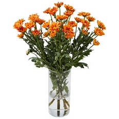 Chrysanthemums Bunch