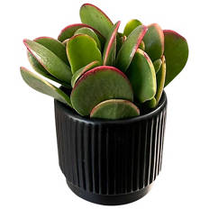 Succulents in Decorative Pot