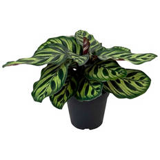 Indoor Foliage