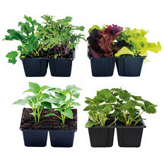 Seedlings 4 pack