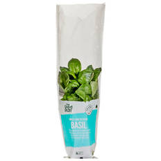 Basil Bunch
