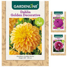 Dahlia or Gladioli Packet Bulbs