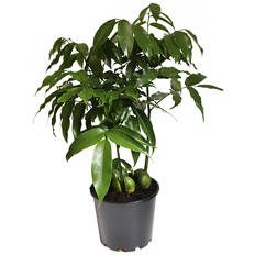 Assorted Indoor Plant