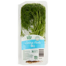 Living Herbs Dill