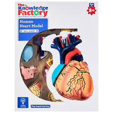 Human Anatomy Models