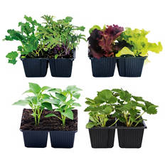 Seedlings 4 pack