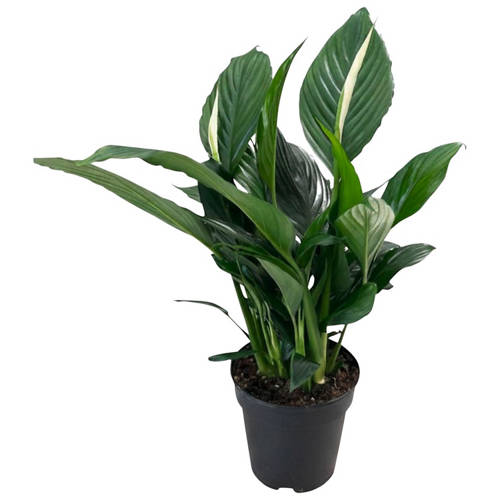 Front shot 4, Indoor Foliage
