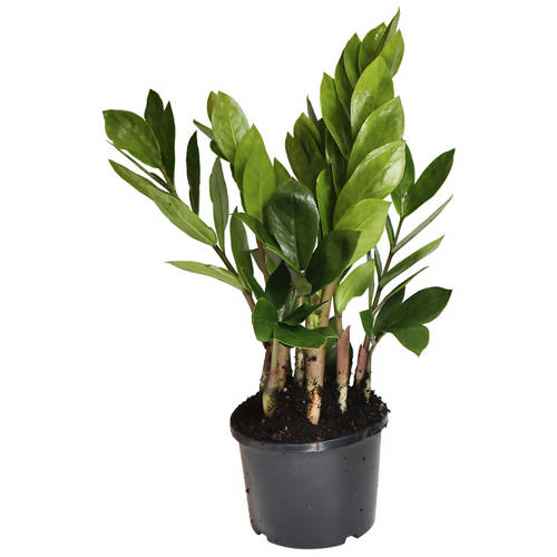 Front shot 4, Assorted Indoor Plant