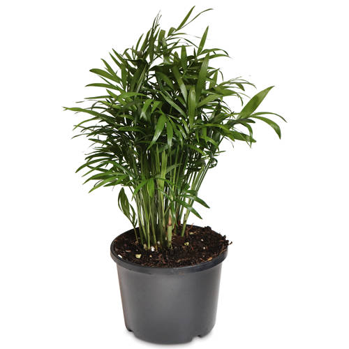 Front shot 2, Assorted Indoor Plant