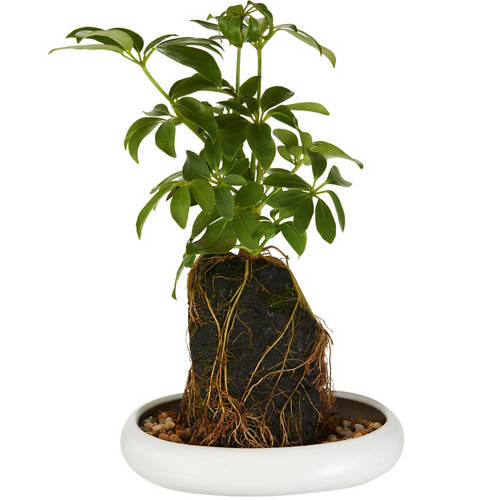 Front shot 2, Rock Plant