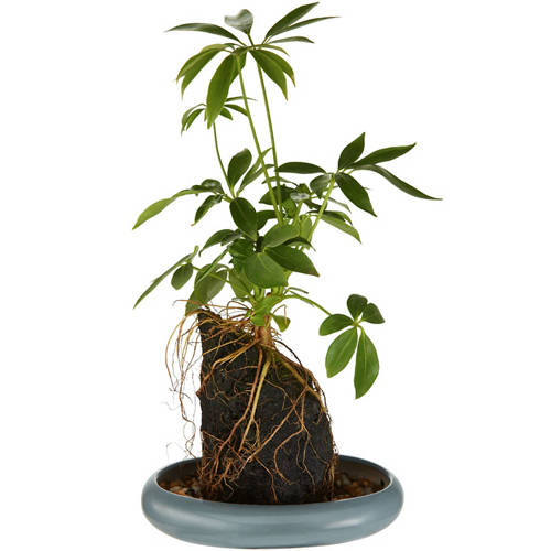 Gardenline Standard