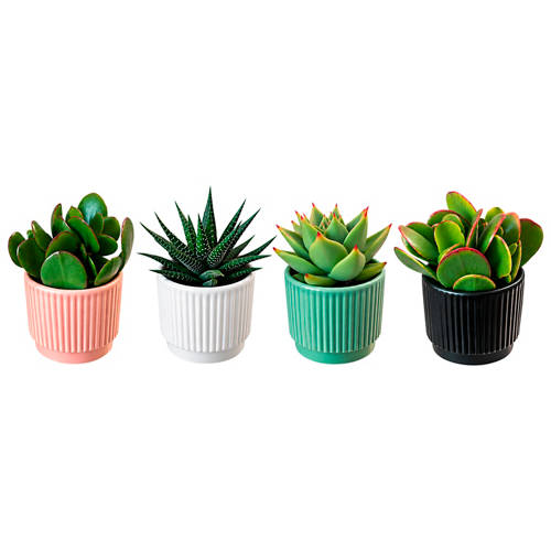 Front shot 5, Succulents in Decorative Pot