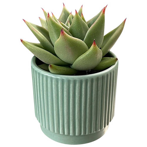 Front shot 2, Succulents in Decorative Pot