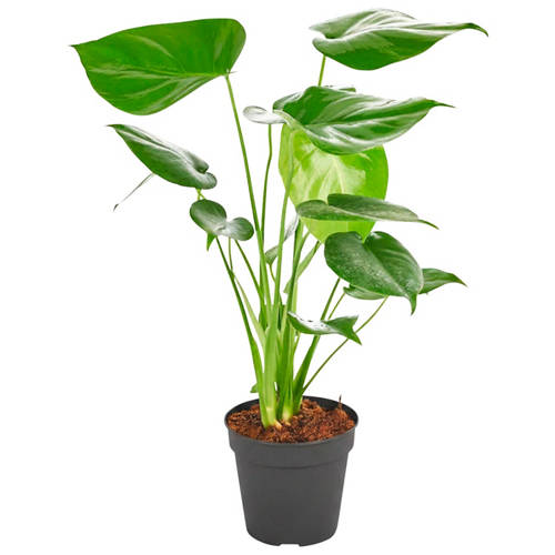 Front shot 3, Indoor Foliage