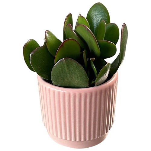 Front shot 4, Succulents in Decorative Pot