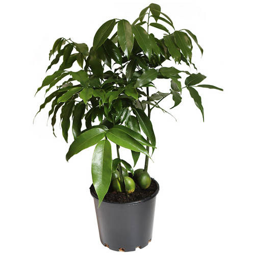 Front shot 1, Assorted Indoor Plant