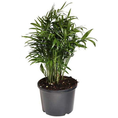 Front shot 3, Assorted Indoor Plant