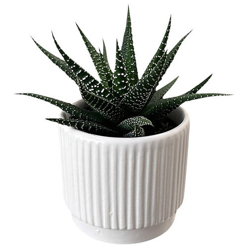 Front shot 3, Succulents in Decorative Pot